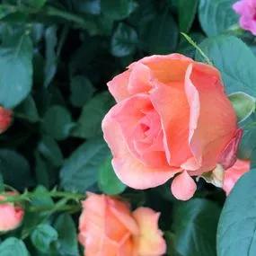 Lady Marmalade Floribunda Rose (Rosa Lady Marmalade) 2